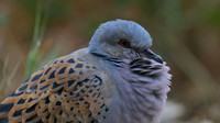 Turtle Dove, Kiti, Cyprus, April 2016.