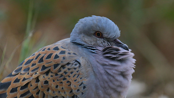 Turtle Dove, Kiti, Cyprus, April 2016.