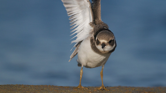 Ringed Plover, Cheddar Reservoir, September 2014