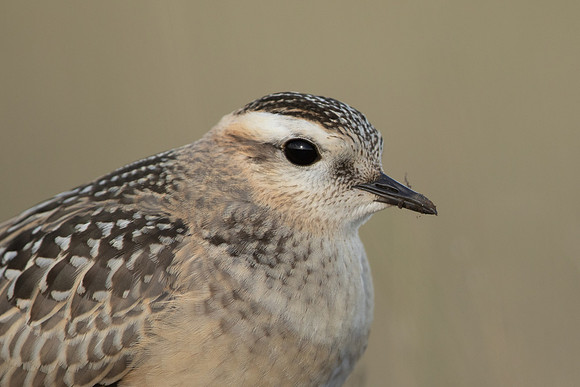 Dotterel, Cleeve Common, September 2022