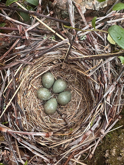 Redwing, Kuusamo, Finland, June 2025