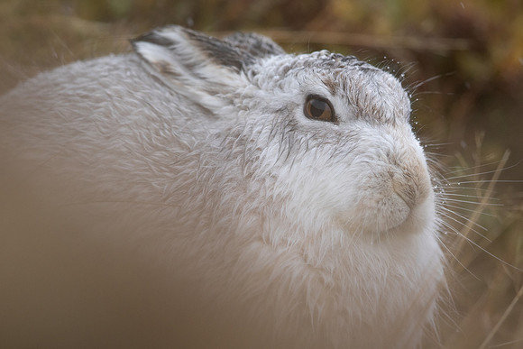Mountain Hare, Findhorn Valley, January 2022
