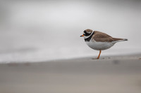 Ringed Plover, Raufarhofn, Iceland, June 2022