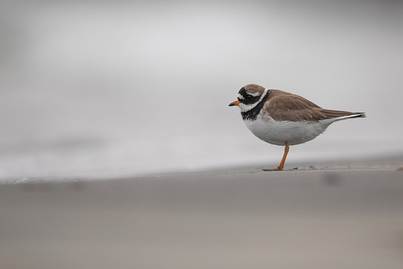 Ringed Plover, Raufarhofn, Iceland, June 2022