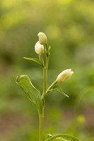 White Helleborine, Yockletts Bank, May 2024