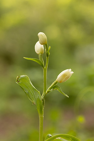 White Helleborine, Yockletts Bank, May 2024