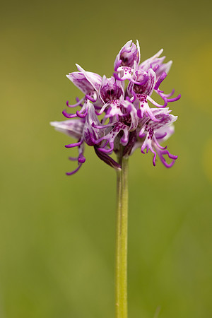 Monkey Orchid, Kent, May 2024