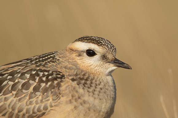 Dotterel, Cleeve Common, September 2022