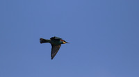Bee Eater, Larnaca, April 2016