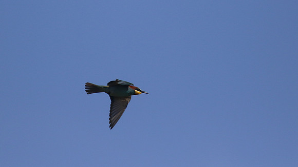 Bee Eater, Larnaca, April 2016