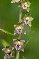 Broad-leafed Helleborine, Cotswolds, July 20224