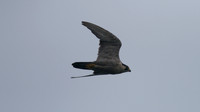 Peregrine Falcon, Pembrokeshire August 2014