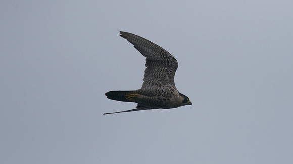 Peregrine Falcon, Pembrokeshire August 2014