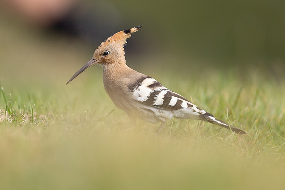 Hoopoe, Swansea, October 2024