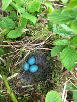 Dunnock