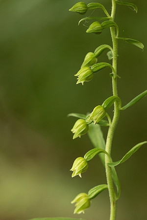 Narrow-lipped Helleborine, Cotswolds, July 2022.