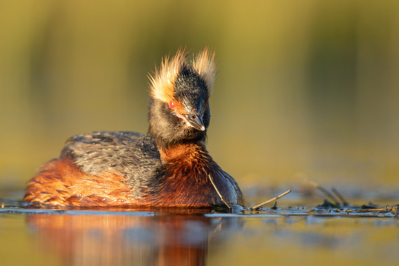Slavonian Grebe, Iceland, May 2022