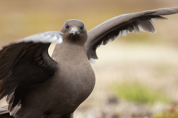 Arctic Skua,Snæfellsnes peninsula, Iceland, June 2022