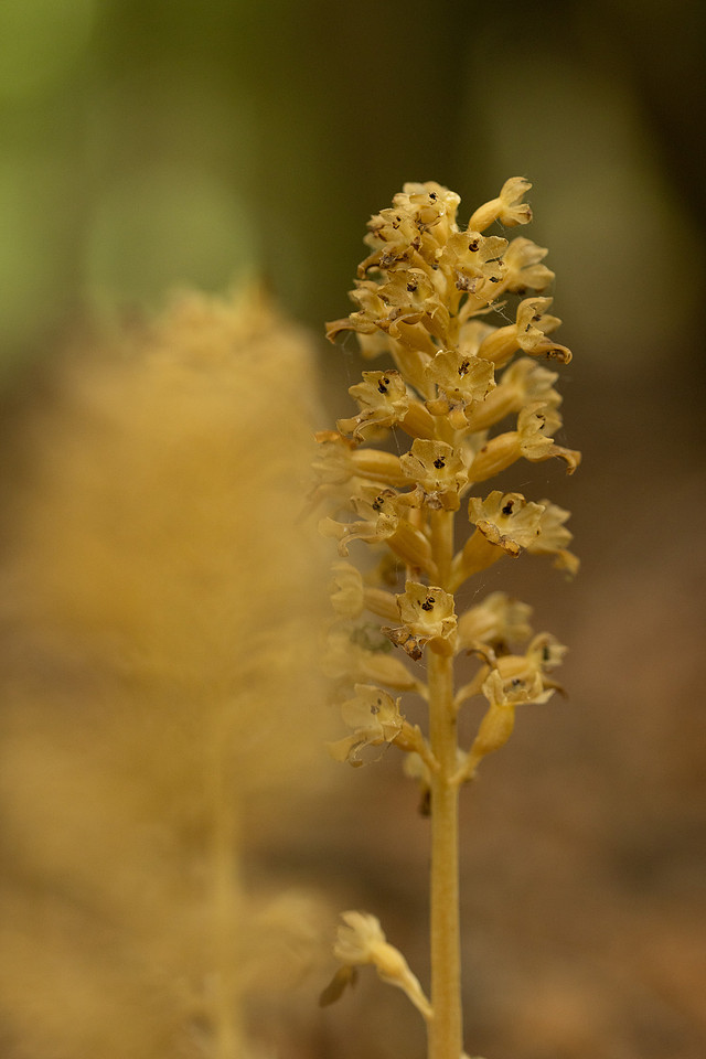 Bird's Nest Orchid, Gloucestershire, June 2024