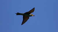 Bee Eater, Larnaca, April 2016
