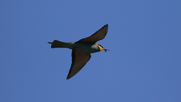 Bee Eater, Larnaca, April 2016