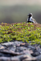 Northern Golden Plover, Komagvaer, Finland, June 2025