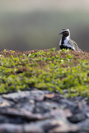 Northern Golden Plover, Komagvaer, Finland, June 2025