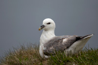 Fulmar, Iceland, June 2022