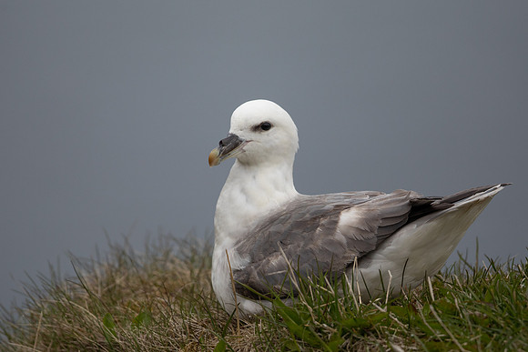 Fulmar, Iceland, June 2022