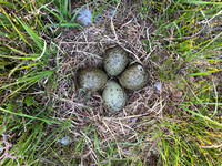Curlew, Isle of Mull, May 2021