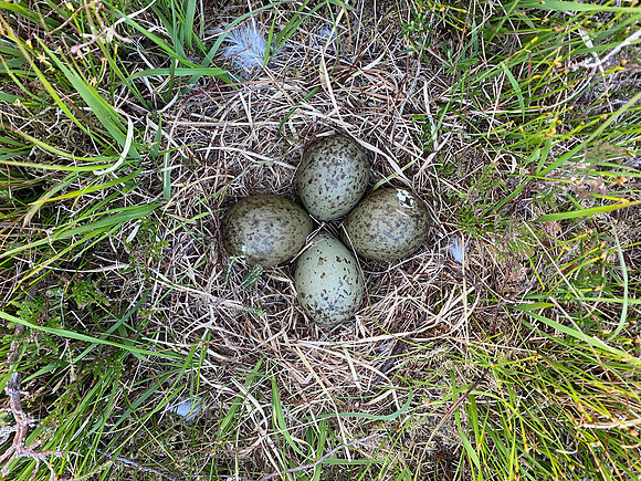 Curlew, Isle of Mull, May 2021