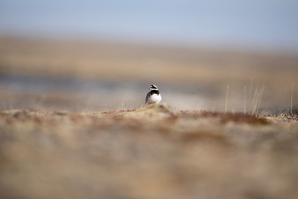 Ringed Plover, Raufarhofn, Iceland, June 2022