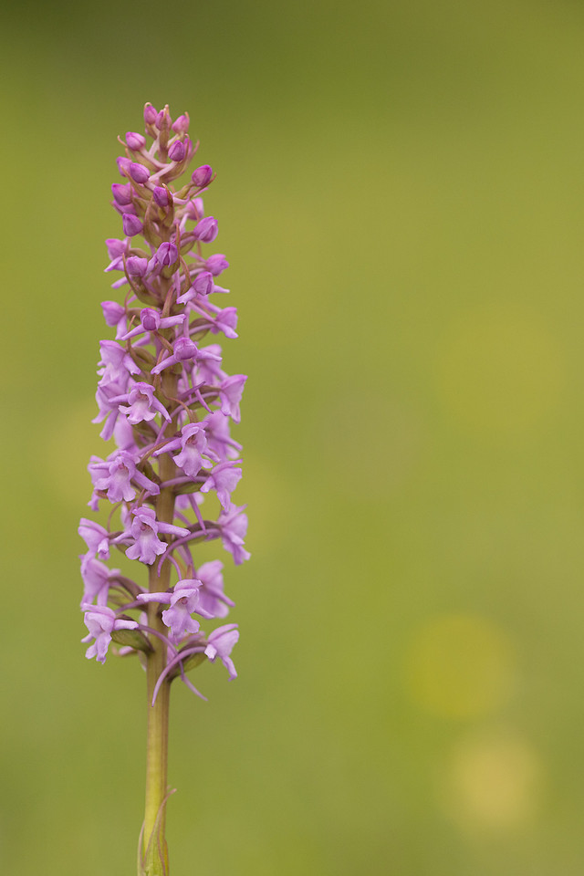 Chalk Fragrant-orchid, Rudge Hill, June 2024