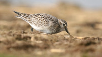 Bairds Sandpiper, Kenfig NNR, October 2016