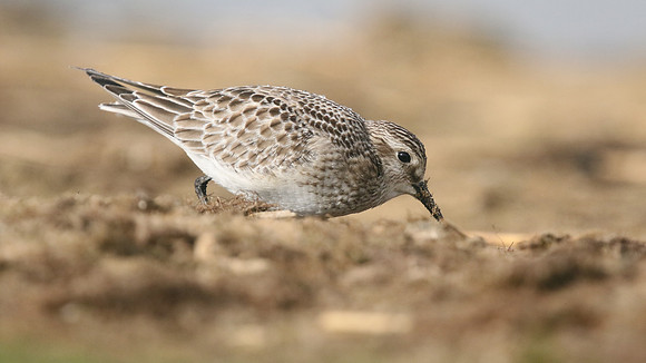 Bairds Sandpiper, Kenfig NNR, October 2016