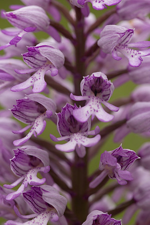 Miltary Orchid, Berkshire, May 2024
