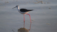 Black Winged Stilt