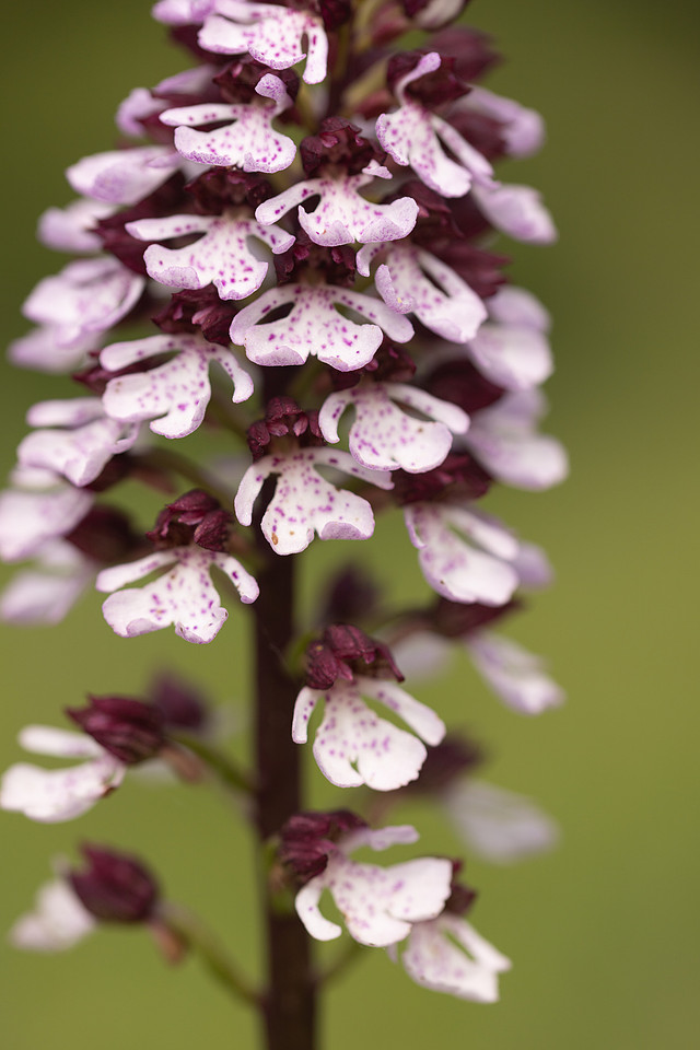Lady Orchid, Kent, May 2024