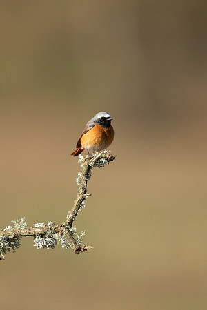 Redstart (male) Thursley Common, April 2021