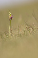 Fly x. Bee Orchid, Selsey Common, May 2024.