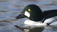 Goldeneye