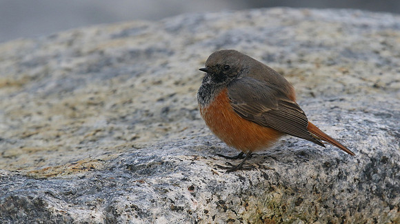 Eastern Black Redstart, Skinningrove, November 2016