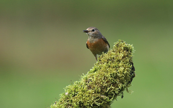 Redstart (Female) Thursley Common, May 2018