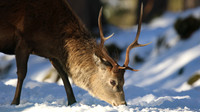 Red Deer