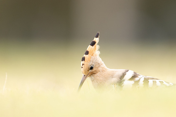 Hoopoe, Swansea, October 2024