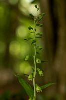 Narrow-lipped Helleborine, Cotswolds, July 2022