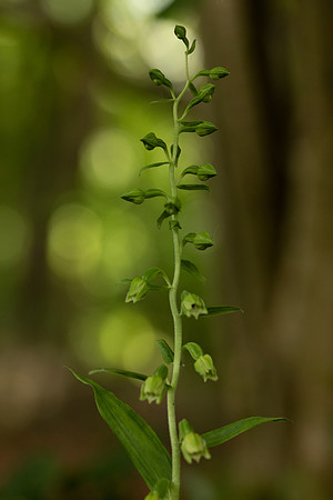 Narrow-lipped Helleborine, Cotswolds, July 2022