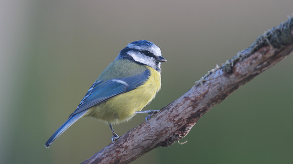 Blue Tit, Tockington, September 2014