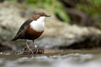 Dipper, Little Avon, February 2024