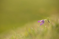 Pasque Flower, Cirencester, April 2020